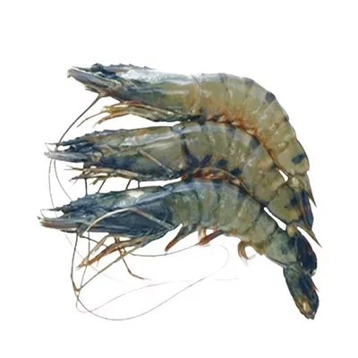 Bagda Chingri (Shrimp) 18-22 pcs ±30 gm 500 gm