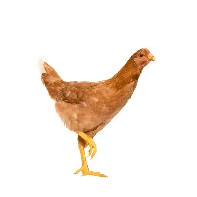 Live Cock Chicken (Processed) 900 gm